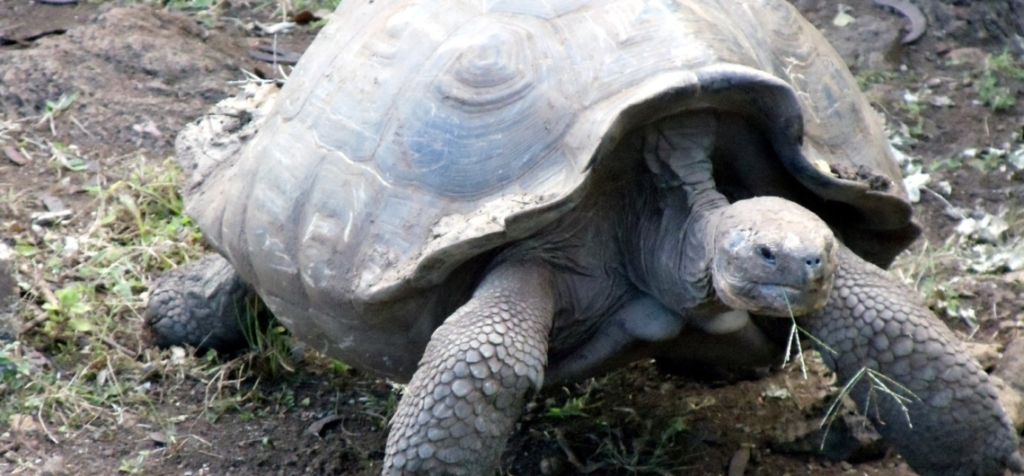 Ranchos de Parte Alta 1 tortoise 163756 1 1140x530 1